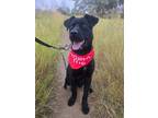 Adopt Thomas a Labrador Retriever