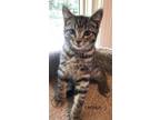 Adopt Cronus a Domestic Short Hair, Tabby