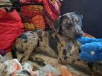 Adopt Milo a Catahoula Leopard Dog