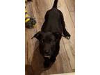 Adopt Prince a Great Dane, Mixed Breed