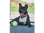 Adopt Black Bird a Terrier
