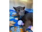 Adopt Draco a Domestic Short Hair