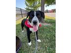 Adopt Smaldone a Labrador Retriever, Cattle Dog