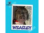 Adopt Weasley: Harry Potter Litter a Pit Bull Terrier