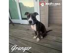 Adopt Granger: Harry Potter Litter a Pit Bull Terrier
