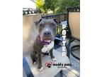 Adopt Potter: Harry Potter Litter a Pit Bull Terrier