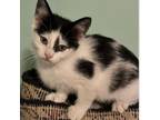 Adopt Spicy a Domestic Short Hair