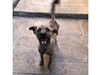 Adopt Rory a Border Terrier
