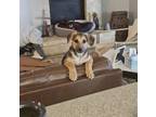 Adopt Rocky a German Shepherd Dog