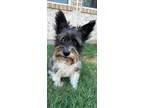 Adopt MacDougal a Schnauzer