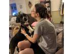 Adopt dexter a Black Mouth Cur