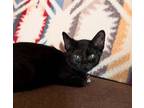 Adopt Felicias December a Domestic Short Hair