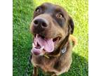 Adopt Choco a Labrador Retriever