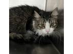 Adopt Linus a Domestic Long Hair