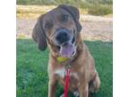 Adopt Socks a Labrador Retriever