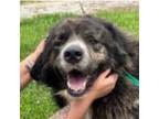 Adopt Bruce a Great Pyrenees, Mixed Breed