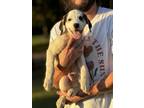 Adopt Marv a Great Pyrenees, Husky