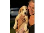 Adopt Harry a Great Pyrenees, Husky