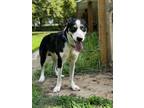 Adopt Duke a Husky, Great Pyrenees