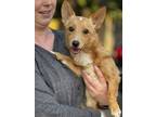 Adopt Scout a Corgi