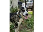 Adopt Duke a Husky, Great Pyrenees