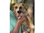 Adopt Lex a Corgi
