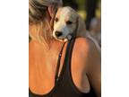 Adopt Biscuit a Labrador Retriever, Great Pyrenees