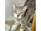 Adopt Alton a Domestic Short Hair