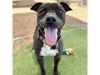 Adopt Quasi a Pit Bull Terrier