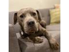 Adopt Smith a Pit Bull Terrier
