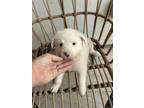 Adopt Key Lime (Sweet as Pie Litter) a Great Pyrenees