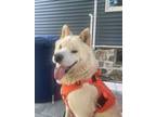 Adopt Snowball a Samoyed