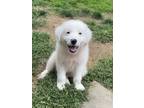 Adopt Apple (Sweet as Pie Litter) a Great Pyrenees