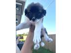 Adopt Peach (Sweet as Pie Litter) a Great Pyrenees