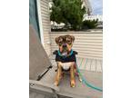 Adopt Sydney aka Papa (Fiona's Litter) a Terrier, Pit Bull Terrier