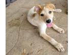 Adopt Harry (Grimes County) a Australian Cattle Dog / Blue Heeler