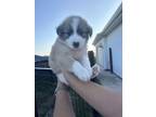 Adopt Pecan (Sweet as Pie Litter) a Great Pyrenees
