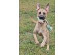 Adopt Tucker the Terrific a Black Mouth Cur, Labrador Retriever