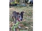 Adopt Hudson (Grimes County) a Catahoula Leopard Dog