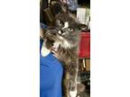 Adopt Clarence a Domestic Long Hair