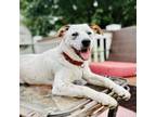 Adopt Wrangler a Australian Cattle Dog / Blue Heeler