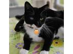 Adopt Mort a Domestic Short Hair