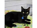 Adopt King Jullian a Domestic Short Hair