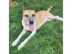 Adopt Kennen - adoption pending a Mixed Breed