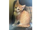 Adopt Cheeto R. a Domestic Short Hair