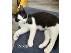 Adopt Nixie Clinton Kitten (Lt. Blue) M. a Domestic Short Hair
