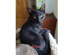 Adopt Triton Clinton Kitten (White) M. a Domestic Short Hair
