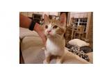 Adopt Dunkin R. a Domestic Short Hair