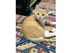 Adopt DiGiorno R. a Domestic Short Hair