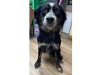 Adopt AC Garrett a Australian Shepherd